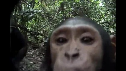 любопитната маймунка
