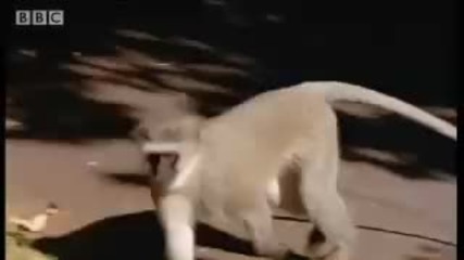Lone male monkey tries to join a new troupe - Cheeky Monkey - Bbc wildlife 