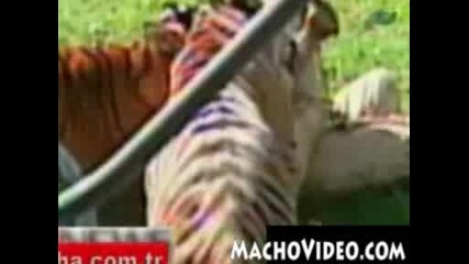 Нападение На Тигри В Зоопарк