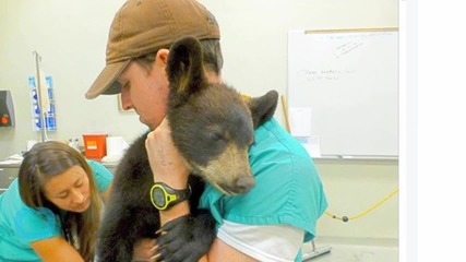 A Rafting Guide Saved A Baby Bear That Was Stranded By A River