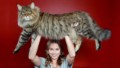 10 невероятни факта за котките, които едва ли сте чували