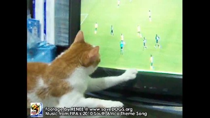 Котка запалена по Fifa World Cup 2010 