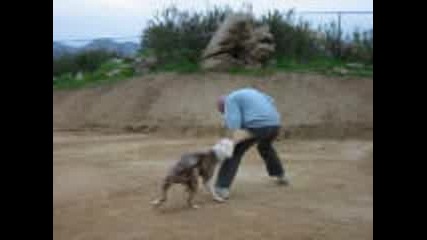 Pit Bull Обучен Да Напада 4