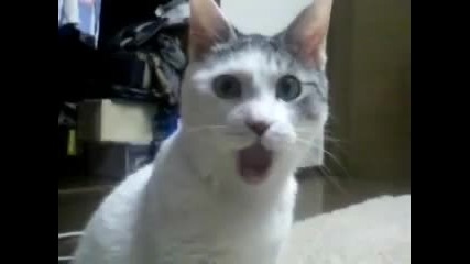 Omg Cat cannot believe at Robert Green mistake! 
