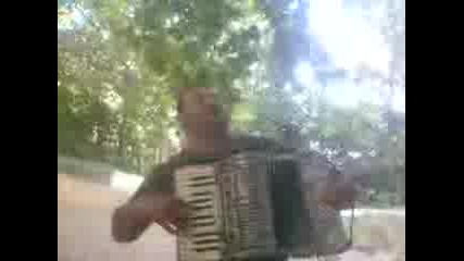 брачеда