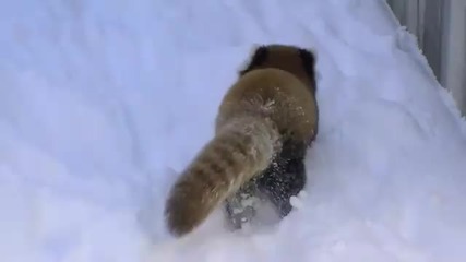 много яки червени панди си играят в снега :) 
