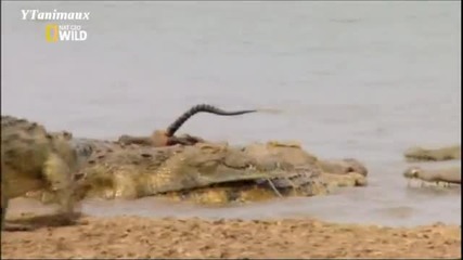 Атака на крокодил