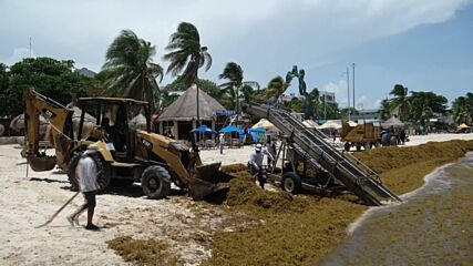 Кафяви водорасли заляха карибските плажове
