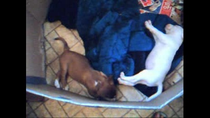 More And More Puppys