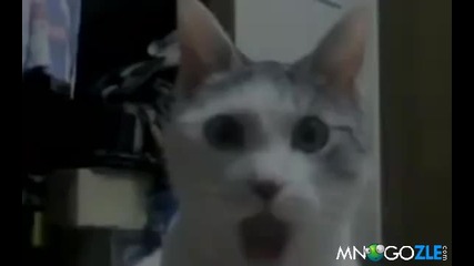 Животни в генезис :d
