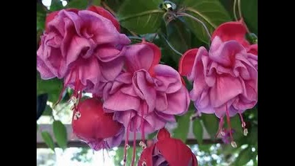 Beautiful Bougainvillea .-relaxing music