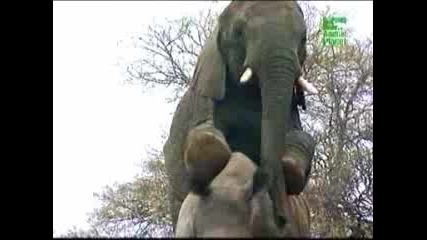 Слон Прави Секс С Носорог