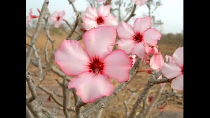 Sarah Brightman - Desert Rose 