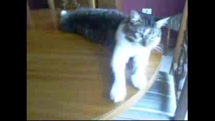 Котки
