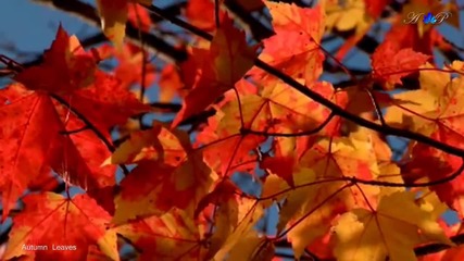 Andre Rieu - Autumn Leaves