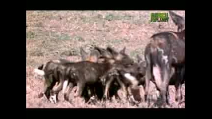 Ultimate Animal Dads - Wild Dogs