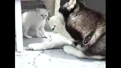 Котенце Играе с Огромно Куче 