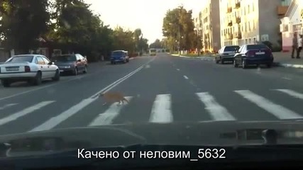 Човека спря да мине котето