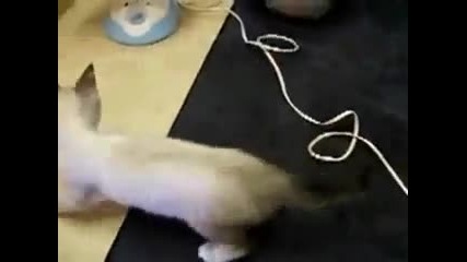 Сладки котенца