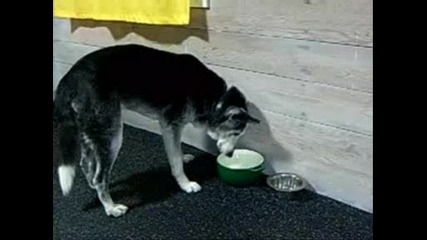 смях със спящи кучета
