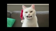 Котка пее коледна песничка - 100% смях