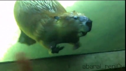 Луд бобър маха на дете! *смях