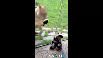 Лъв се опитва да изяде бебе!