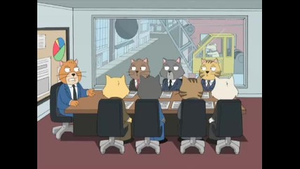 Cat Staff Meeting 