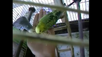 Моите вълнисти папагали