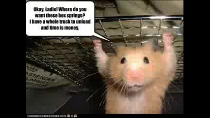 Funny Animals