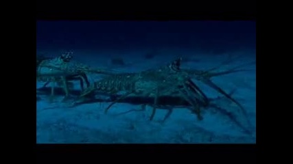 Bbc Blue Planet еп. 6 Кораловите морета част 2 