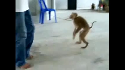 Маймунка прави лицеви опори