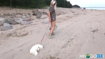 Смях ! Коте което мрази плажа !