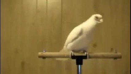 Oткачен папагал танцува на Whip My Hair