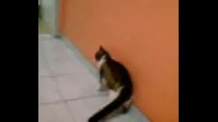 Gato Com Fita 1