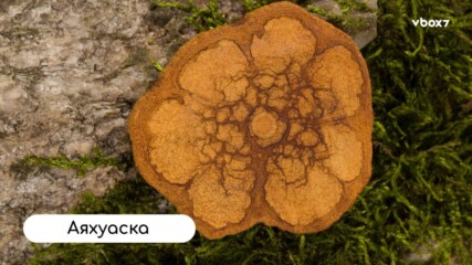 Какво е Аяхуаска и как променя мозъка, емоциите и възприятието ни за реалността?👀
