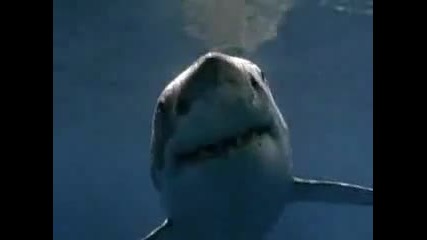 Shark аttack_3