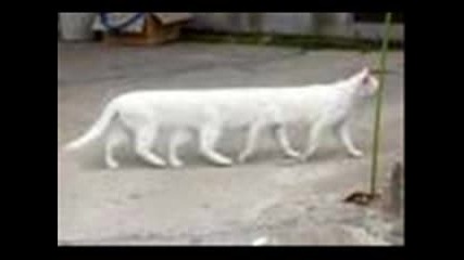 Забавни Котки