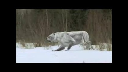 Walking With Prehistoric Beasts