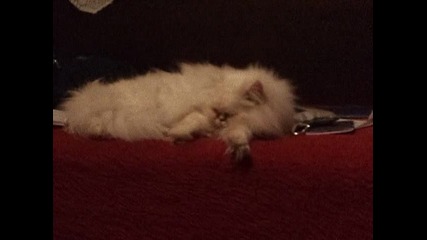 Сладкото Персийско коте 6