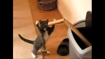Boxing Kitten
