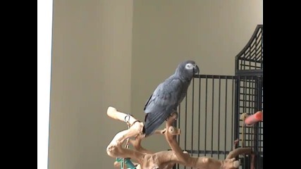 музикалния папагал