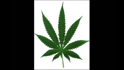 smoke weed everyday snoop dogg remix