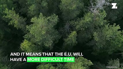 Europe's cutting down its forests at an alarming rate
