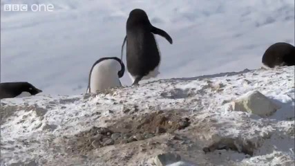 Как живеят пингвините