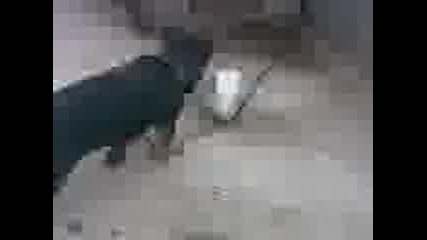 Kuchence.3gp