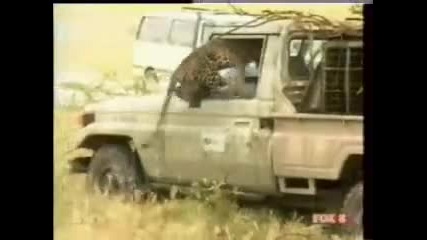 Животинската Мъст