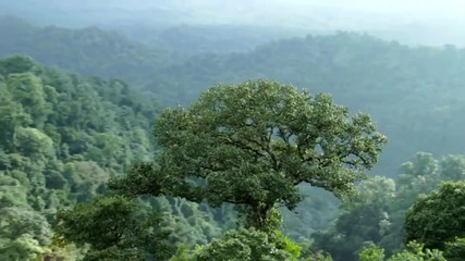 Гласът на природата – Кевин Спейси е дъждовната гора - Conservation International