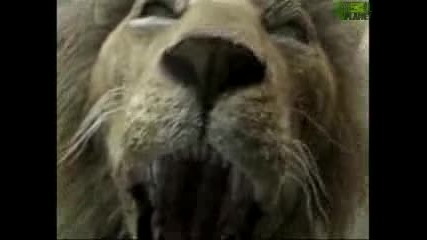 Animal Face - Off: Лъв срещу Тигър