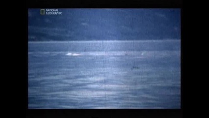 National Geographic - Is it real? - Monsters of the deep 2/2 бг аудио 